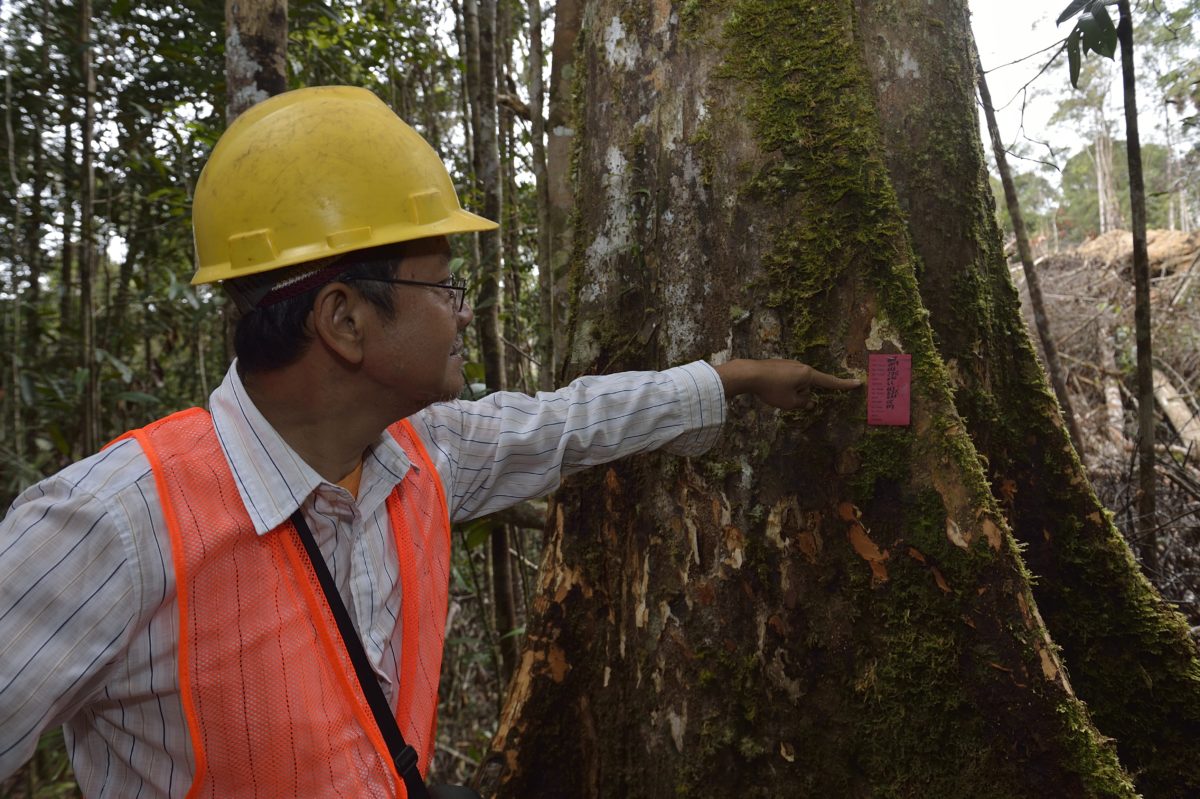 Lesser known timber species: diversificare il mercato delle specie legnose per ridurre la pressione sulle foreste