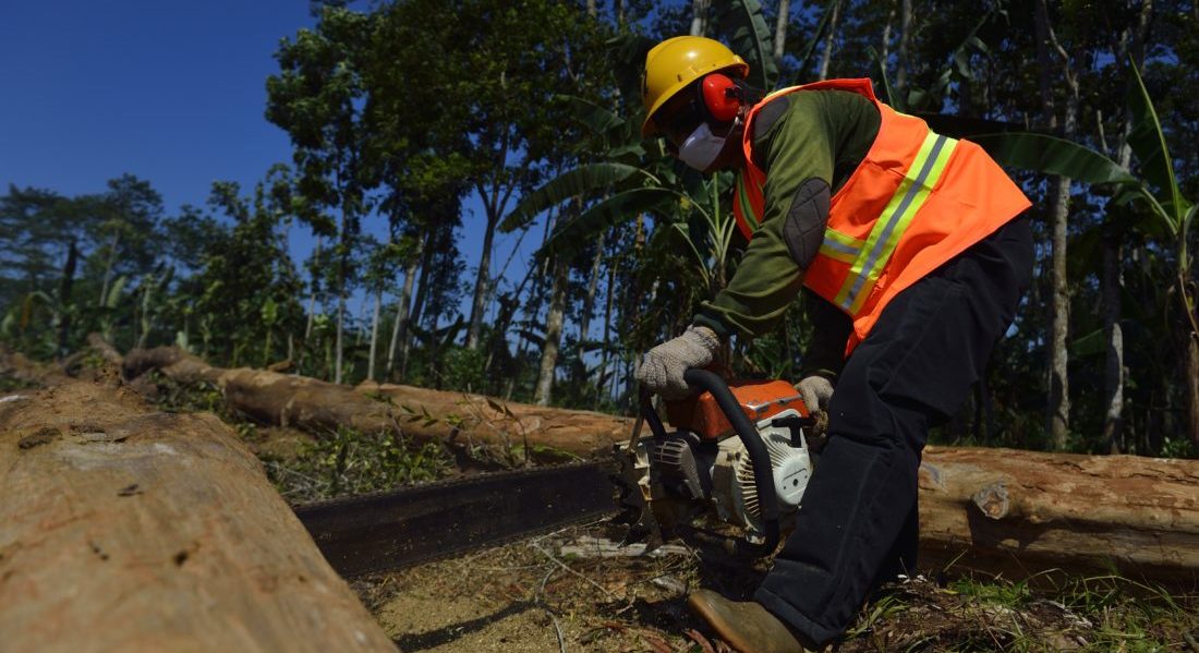 Kalimantan, Borneo indonesiano: un operatore forestale, munito di casco, guanti, maschera e scarponi, procede alla preparazione per il trasporto di alcuni tronchi