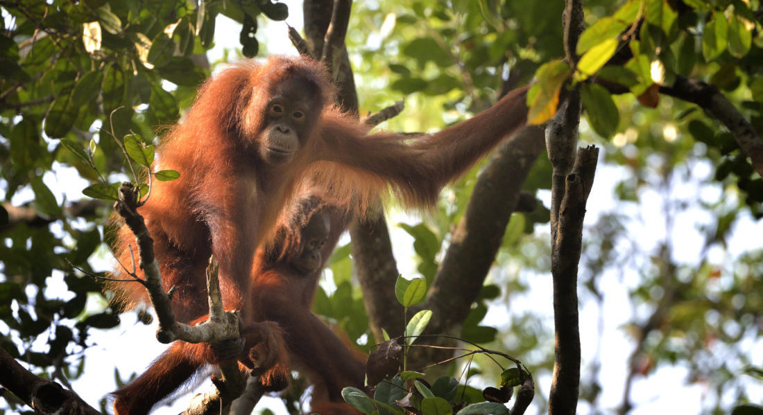 Rifugiati tra i rami di un grande albero nelle foreste del Kalimantan, alcuni Oranghi dominano il territorio sottostante