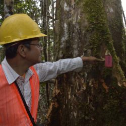 Lesser known timber species: diversificare il mercato delle specie legnose per ridurre la pressione sulle foreste