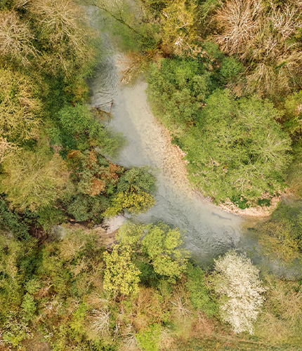 FSC Forest Week foreste