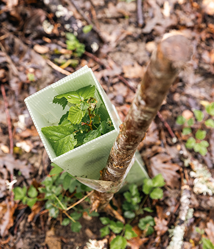 Proteggere le foreste